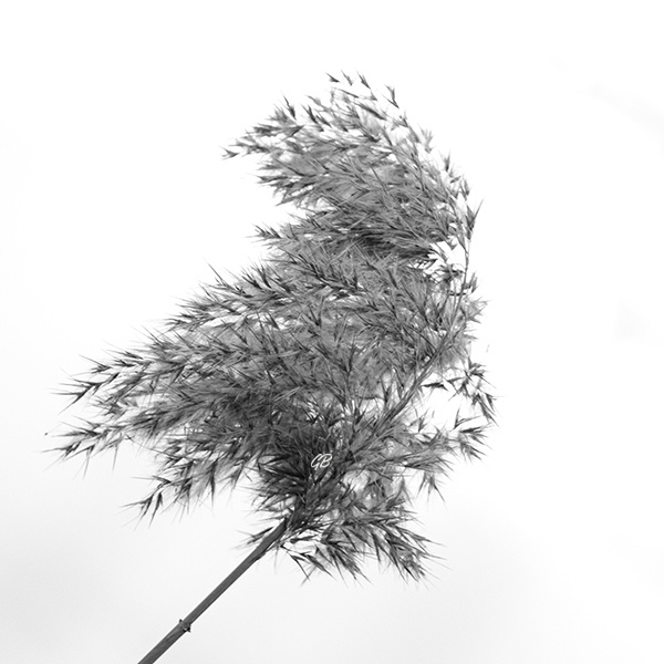 Blowing in the wind0